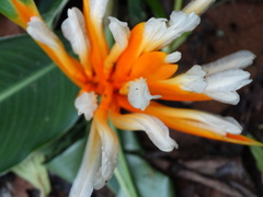 Heliconia longiflora