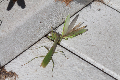 Narrow-winged Mantis photo 6