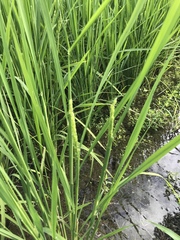 Oryza sativa