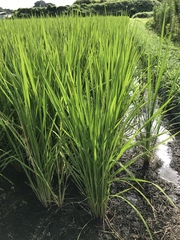 Oryza sativa