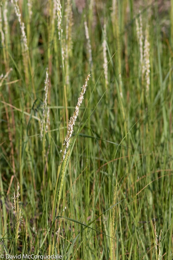 Saltmarsh Cordgrass from Halifax Regional Municipality, NS, Canada on ...