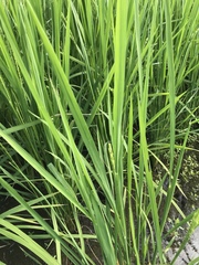 Oryza sativa