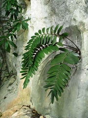 Zamia meermanii