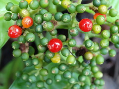Psychotria limonensis
