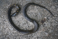 Erythrolamprus breviceps