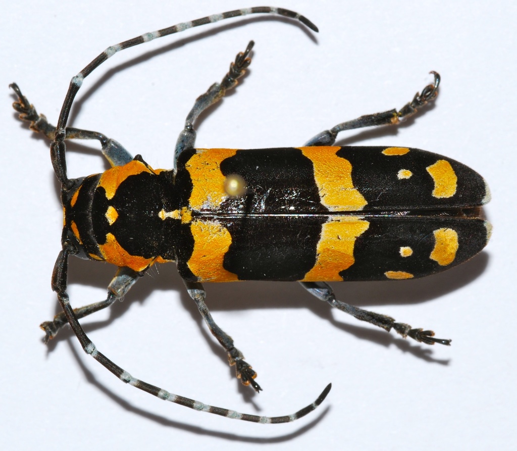 Tragocephala