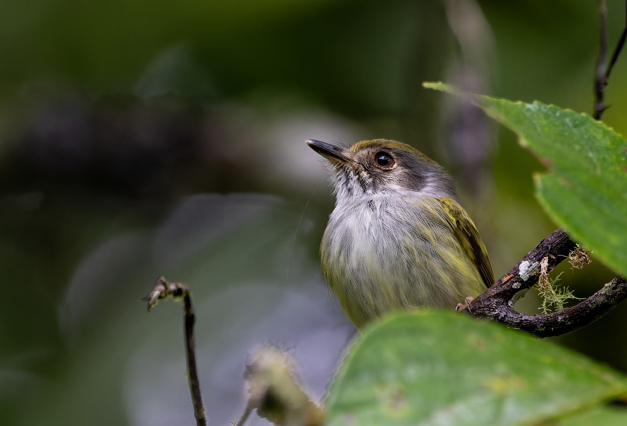White-bellied Pygmy Tyrant (Myiornis albiventris), photo 3