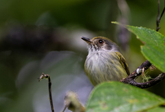 White-Bellied Pygmy Tyrant photo 1