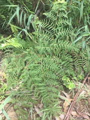 Pteridium aquilinum decompositum
