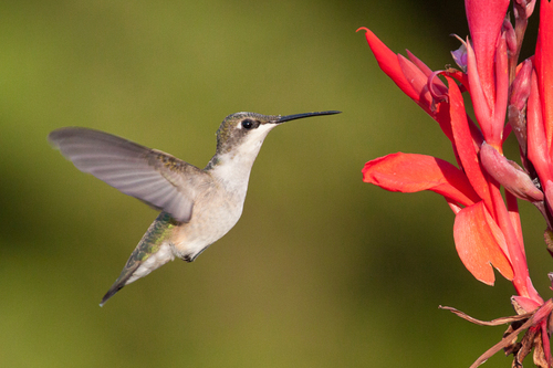 Ruby-throated Hummingbird photographed in New Jersey