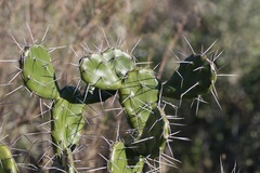 Opuntia arechavaletae