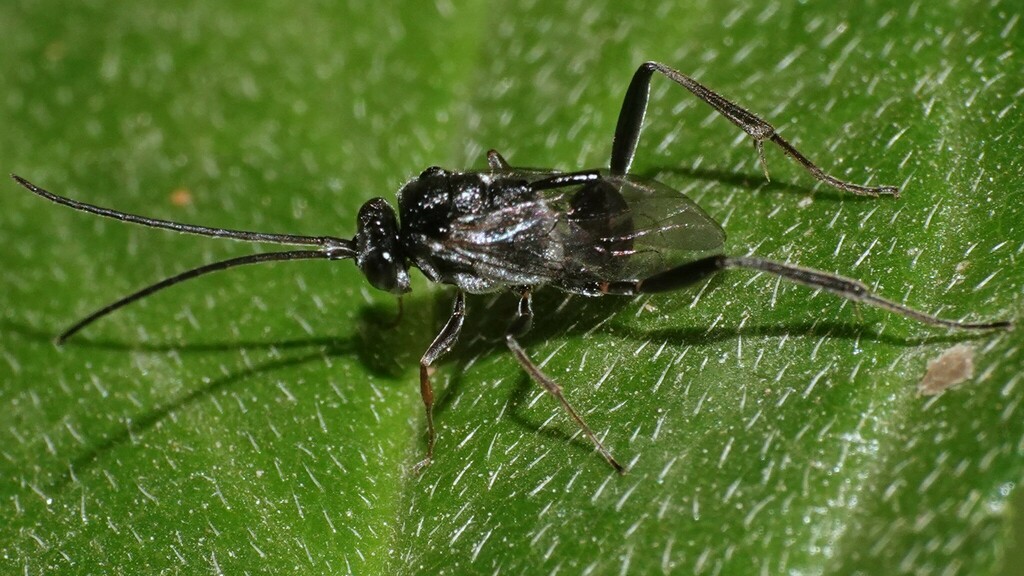 Prwana Insect Prosevania from Dream Park on March 6, 2025 at 09:33 AM by Dinesh ...