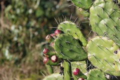 Opuntia arechavaletae