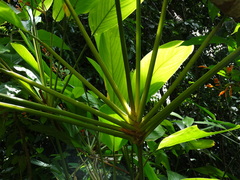 Stromanthe jacquinii