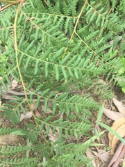 Pteridium aquilinum decompositum