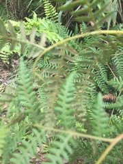 Pteridium aquilinum decompositum