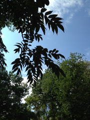 Phellodendron japonicum