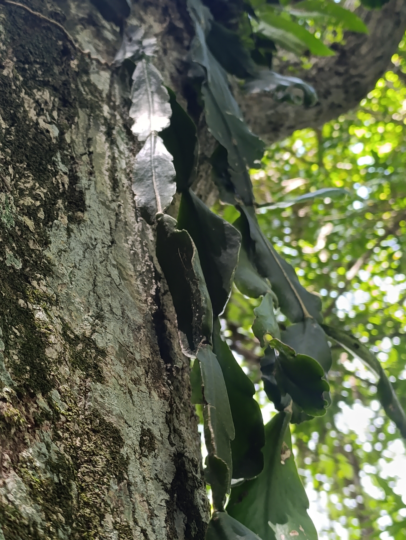 Imagem de Cacto-macarrão