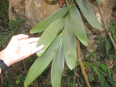Zamia meermanii