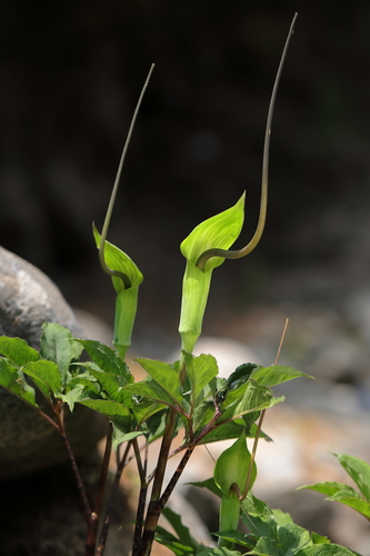 Arisaema