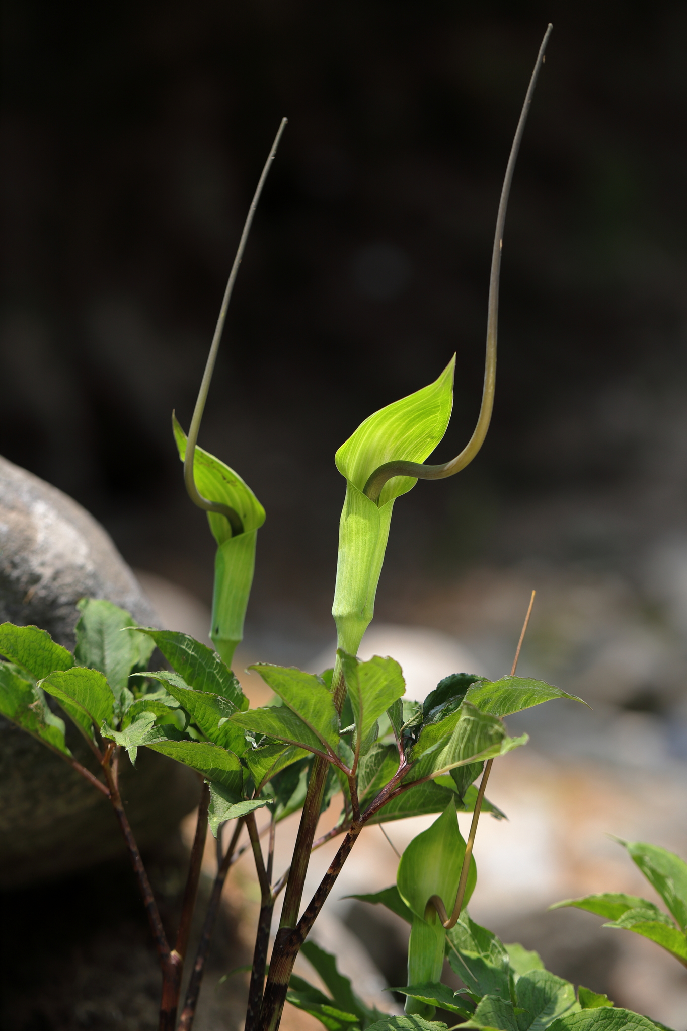 Arisaema