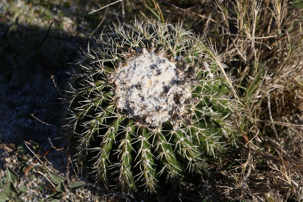 Parodia langsdorfii