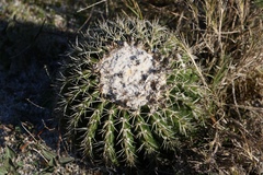 Parodia langsdorfii