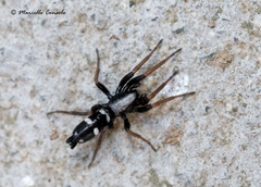 Poecilochroa