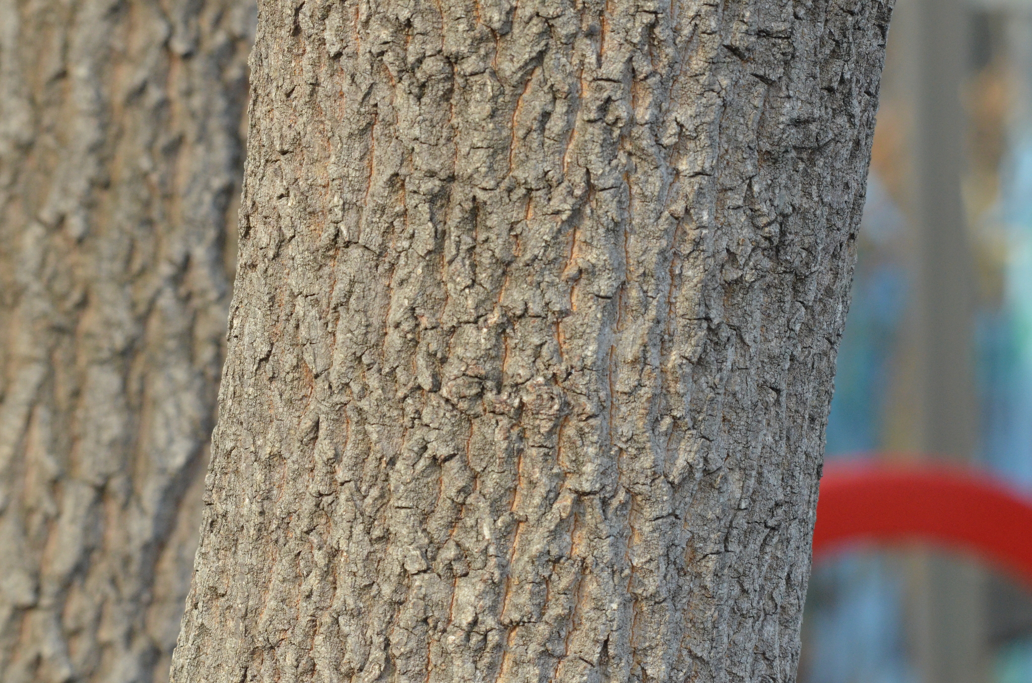 Imagem de Carvalho-dente-de-serra