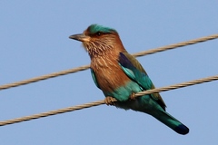 Indian Roller photo 2