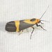 Schwarz’s Lichen Moth - Photo (c) C. Mallory, some rights reserved (CC BY-NC), uploaded by C. Mallory
