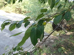 Pseudocercospora kaki