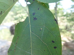 Pseudocercospora kaki