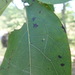 Pseudocercospora kaki - Photo (c) Sequoia Janirella Wrens, alguns direitos reservados (CC BY-NC), uploaded by Sequoia Janirella Wrens