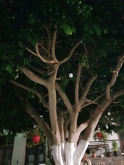 Ficus benjamina benjamina