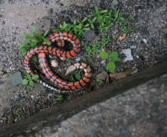 Erythrolamprus breviceps