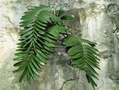 Zamia meermanii