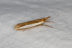 Crambus quinquareatus