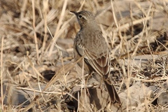 Anthus similis