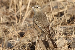Anthus similis