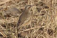 Anthus similis
