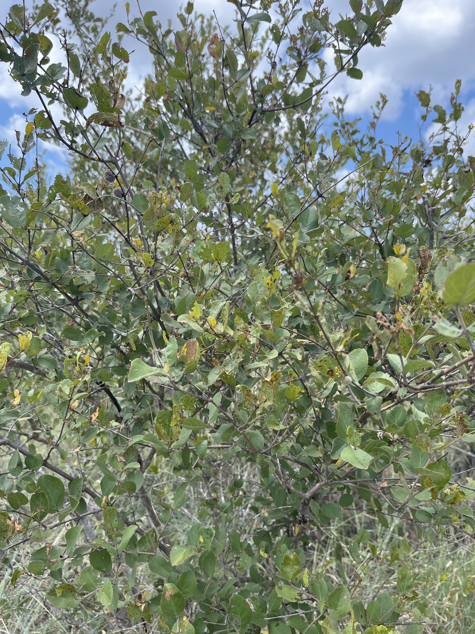 Imagem de Combretum apiculatum é conhecido como "muamba"