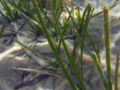 Posidonia