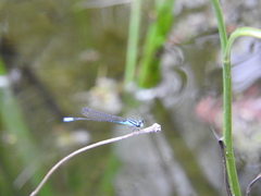 Acanthagrion quadratum