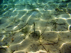 Stephanolepis diaspros