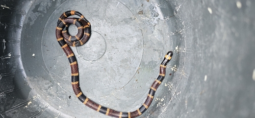 Allen's Coralsnake