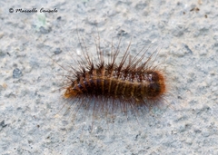 Dermestes