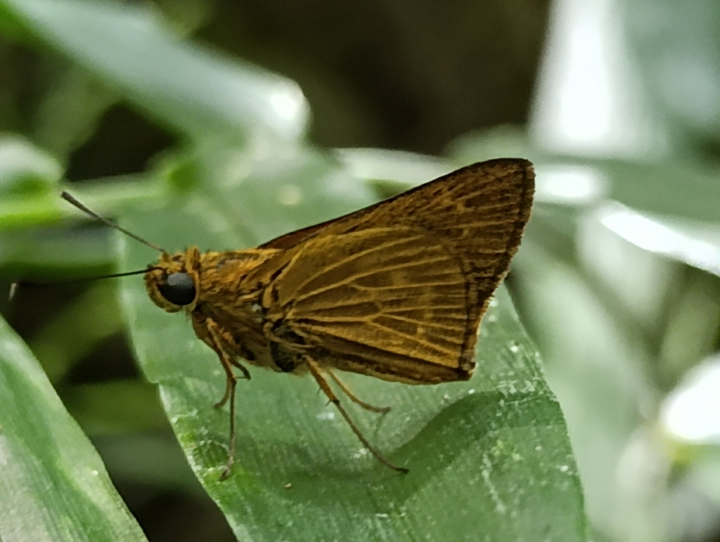 Saturnus metonidia
