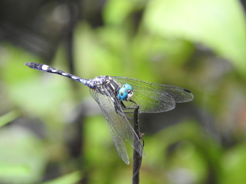 Micrathyria hagenii Kirby, 1890