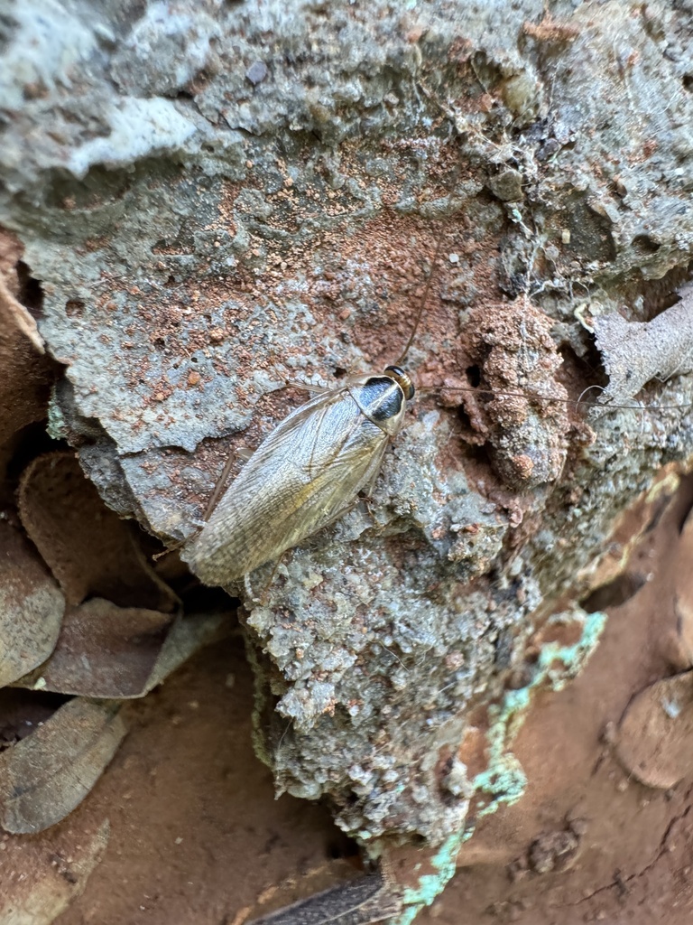 field cockroach